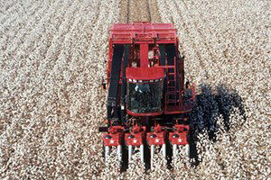 Kırıkhan`da İlk Pamuk Hasadı Gerçekleşti