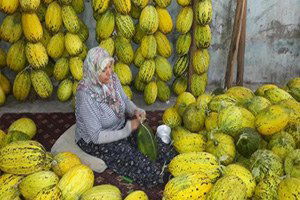 Kırkağaç Kavunları Kışa Hazır