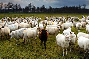 Polatlı İlçesinde Koç Katımı Gerçekleştirildi