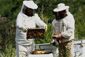 Köyünde Ürettiği 2 Ton Balı Tanıttı