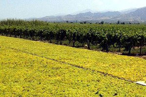 Kuru Üzüm İhracarında Rekor