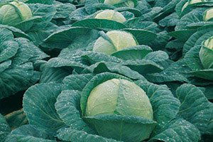 Dev Lahana` Üreticisi Kahramanmaş`ta Yüksek Verim