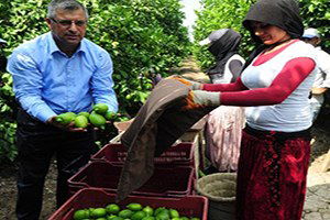 Limon Hasadı Başladı, Üretici Pazar Sıkıntısı Çekiyor