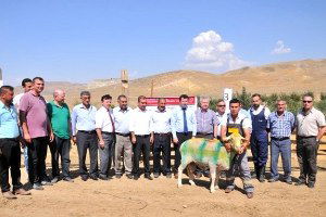 Macaristan`daki Toplam Hayvan Sayısı Kadar Hayvanın Türkiye`de Islah Takibi Yapılıyor