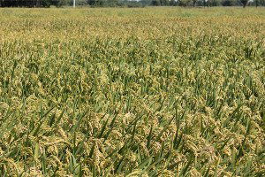 Manyas`ta Çeltik Hasadı Dönemi