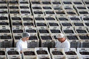 Marmarabirlik 60 Bin Ton Ürün Alacak