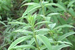 Melisa, Egeli Çiftçinin Alternatifi Oldu