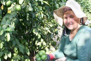 Mersin`de Limon Hasadı Başladı