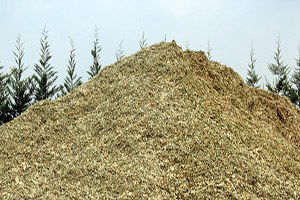 Kırıkkale`de Mısır Silajı Çalışmaları