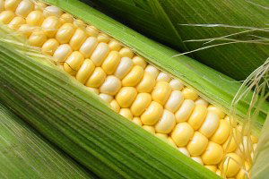 Mısırda Bu Yıl Rekolte 6 Milyon Tonun Üzerinde Olacağı Tahmin Ediliyor