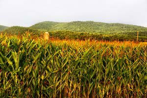 Doludan Zarar Gören Çiftçilere Verilen Mısırlar Yeşerdi