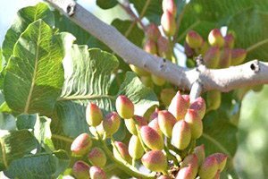 Modern Fıstık Tesisi İçin Geri Sayım Başladı