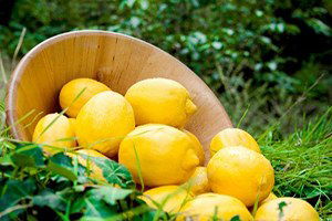 Narenciye`de Rekolte Düşük, İhracat Döviz Kuruna Tutunacak