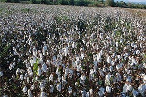 Nemli Pamuğun Toplanmasına Kesinlikle Karşıyız