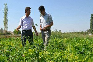 Niğde`de Kuru Fasulye Hasadı Başladı