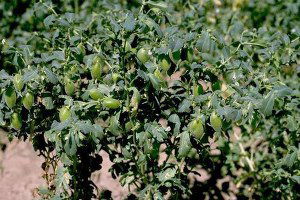 Nohut, Üreticisinin Yüzünü Güldürdü