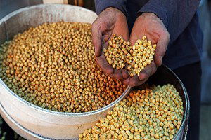 Nohutta Rekolte Düşüklüğü Leblebiye Zam Olarak Yansıyacak