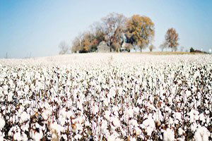 Pamuk Üretimde Bir Sıkıntı Görünmüyor
