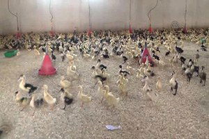 Pekin Ördeğini Balıkesir Üretiyor, İstanbul ve Antalya Tüketiyor