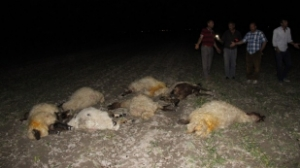 Zehirli Yem Yedirilen Hayvanlar Telef Oldu