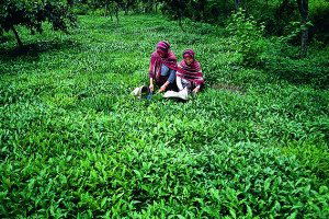 Rize`de Organik Tarım Desteklemeleri Katlanarak Artmaya Devam Ediyor