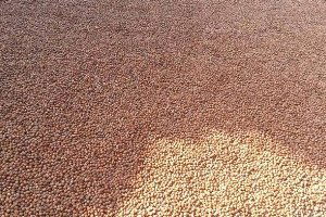 Samsun`da 100 Bin Ton Fındık Üretimi Bekleniyor