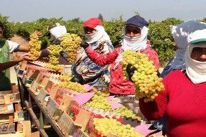 Sarıgöl`de Yaş Ve Kuru Üzüm Fiyatları Sevindirdi