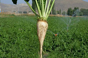 Şeker Pancarına Rekor Taban Fiyatı Kayseri Şeker`den Geldi