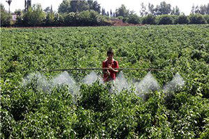 Sırt Motoruyla Uçağı Aratmayan Zira İlaçlama!