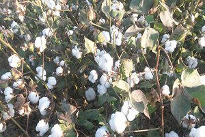 Söke Tariş, Pamuk Alım Fiyatını Açıkladı