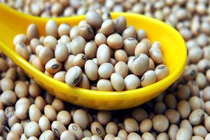 Söke`de Pamuğa Soya Alternatifi