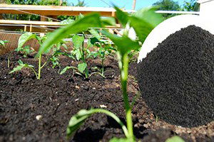 Solucanların Gübresi, Organik Tarıma Hayat Veriyor