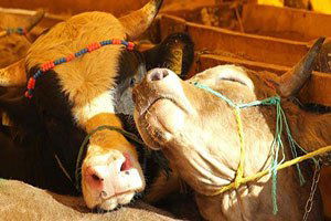 Tarım ve hayvancılık sektörü Samsun`da buluşacak