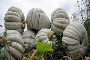 Tarladayken Satılan Bal Kabağı Köye Döndürdü