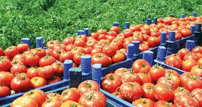 Rusya, Türkiye`ye Tarım Ürünü Satacak