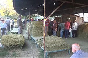 Taşova`da Çiçek Bamyası Üretimi