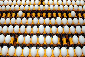 Tavuk Yumurtası Üretimi Temmuz`da Arttı