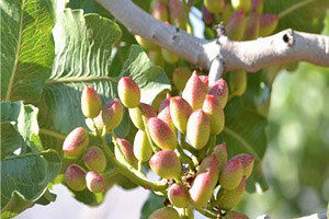Terör Olayları Siirt`ten Çin`e Fıstık İhracatını Etkiledi