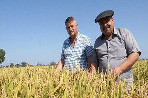 Bu Yıl Çeltik Ürünü İçin 2 Lira Fiyat Bekliyoruz