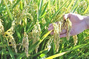 Trakya`da Çeltik Hasadı Başladı