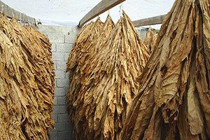 Tütün Üreticisinde Büyük Endişe