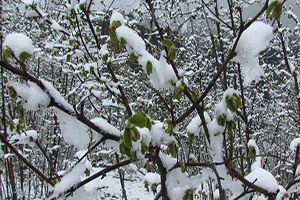 Üreticilere Don Desteği Ödenecek