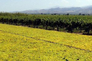 Üzüm Zeytinyağıyla Kurutuluyor