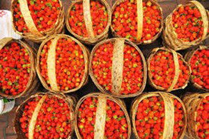 Vali Hanım Çileği`nde Bu Yıl Hedef 550 Ton