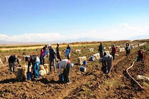 Van`da Sebze Üretimi