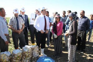 Van`da Patates Hasadı