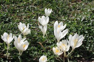 Vargit Çiçekleri Açtı