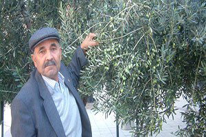 Yağmur Zeytinciyi Sevindirdi