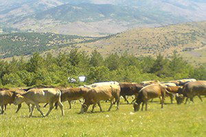 Yaylalarda Yetişen Kurbanlıklar Pazara İniyor