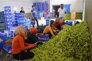 Yenişehirde Biber Bereketi